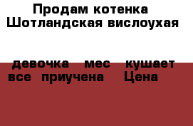 Продам котенка “Шотландская вислоухая“, девочка 2 мес., кушает все, приучена. › Цена ­ 2 800 - Кемеровская обл., Новокузнецк г. Животные и растения » Кошки   . Кемеровская обл.